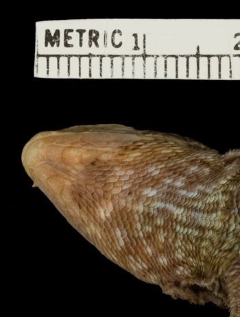 Media type: image;   Herpetology R-36711 Aspect: head ventral